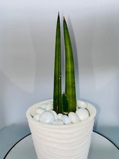 Sansevieria cylindrica | Spear