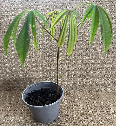 Indian horse chestnut - chestnut, tree