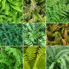 5 X Fern Plant Mix Collection - Potted Perennial Outdoor Garden Shrubs