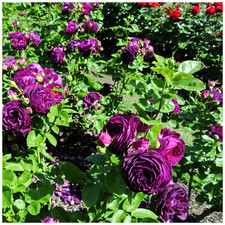 'Twilight Zone' Very Fragrant Grandiflora Rose Bush,Double Old Fashioned Flowers