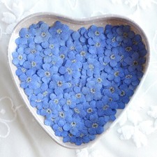 60pcs Blue Nature Forget Me