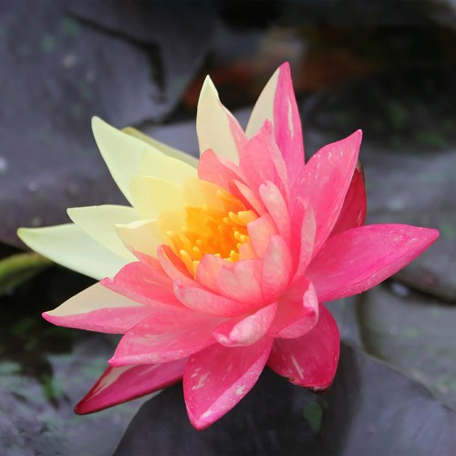 Wanvisa hardy water lily - wanvisa,