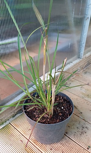 Miscanthus boucle unusual red - unusual,