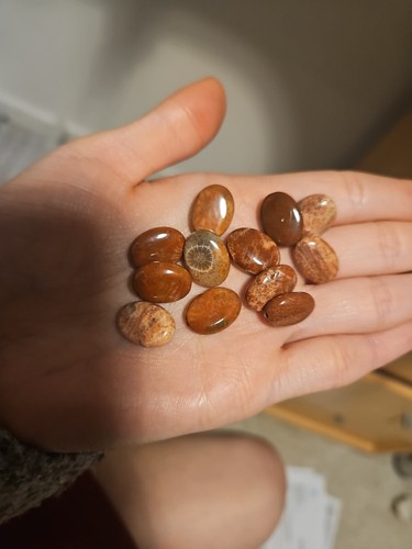 12x fossil coral - 12x, dyed