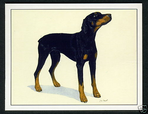 Dobermann dog breeds - dobermann,
