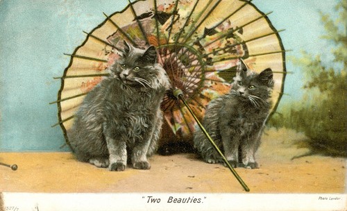 Kitten cats two - cats, beauties'