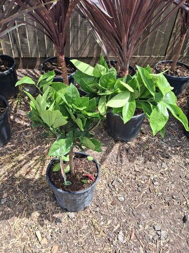 Citrus orange tree - citrus,