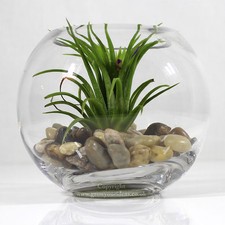 Air plant in small glass bowl Terrarium with small Mixed polished river stones.