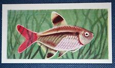 Riddle's Little Saw-tooth   Tropical Freshwater Fish   Vintage Card  EE04