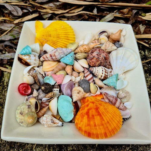 Craft shells natural beach - craft,