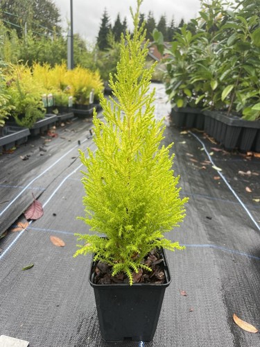 Monterey cypress wilma - 'wilma', |