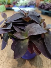Tradescantia Pallida Purple |
