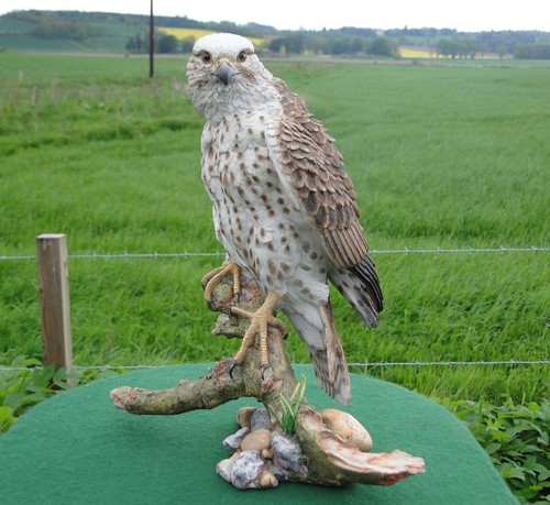 Saker falcon david - by,