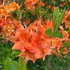 Rhododendron calendulaceum -