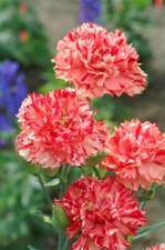 Carnation, Dianthus Caryophyllus, Chabaud, 'Orange Sherbet'. 10 Seeds