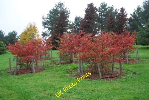 Photo 6x4 autumn colour - autumn,