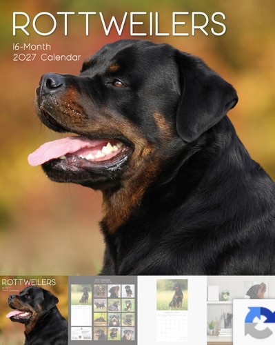 Rottweiler calendar 2027 16 - rottweiler, 2027,