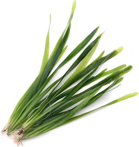 Vallisneria americana - vallisneria,