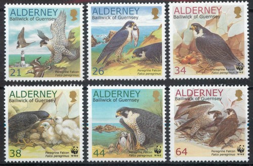 Alderney 2000 peregrine falcon - alderney,