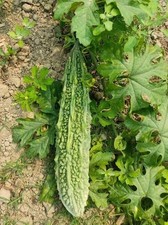 Best Quality Hybrid Bitter