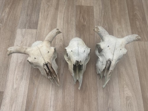Sheep skulls bundle - bundle, /