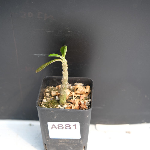 1piece 5cm seedgrowth - 1.5cm,