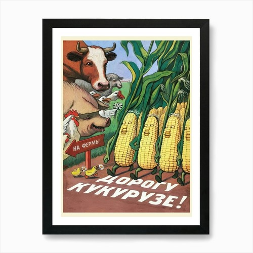 Soviet corn ussr - corn,, ussr,