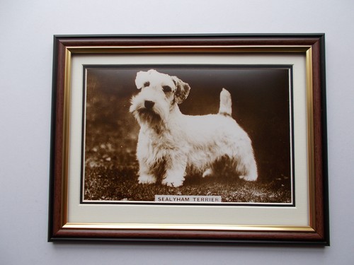 Dog photo sealyham - -, terrier