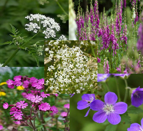 Wildflower woodland collection - woodland,