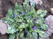 4x Ajuga 'Sparkler' Plug