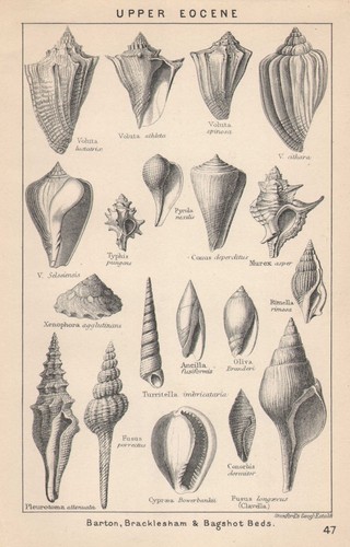 British fossils upper eocene - british,