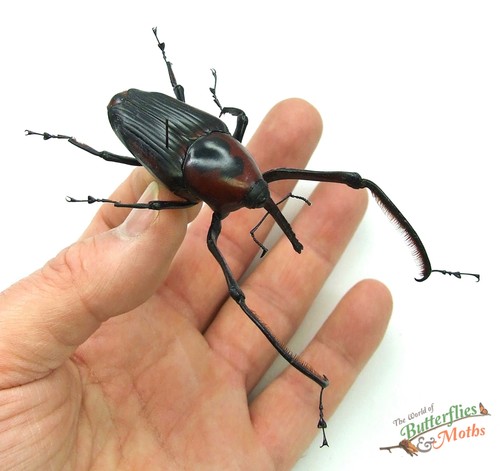 Giant bamboo weevil - bamboo,