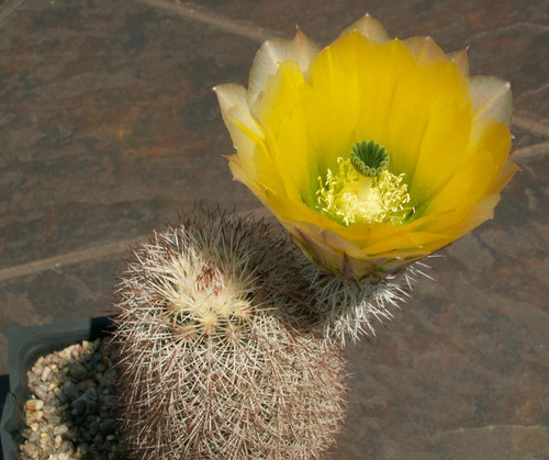 Echinocereus dasyacanthus jrt - echinocereus,