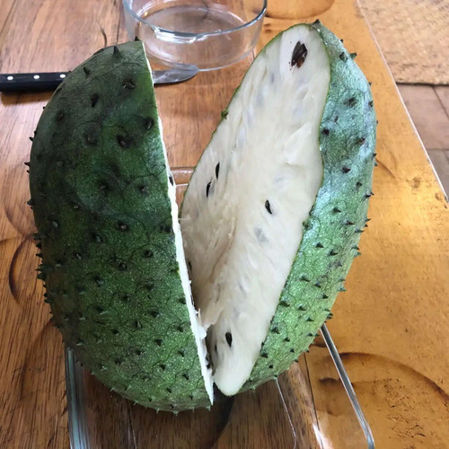 Giant soursop fruit tree - soursop,