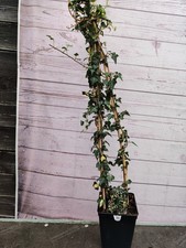 Hedera helix goldheart - hedera, 'goldheart'