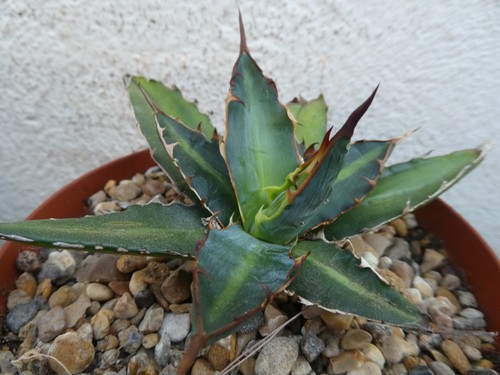 Agave lechuguilla shown in - agave,