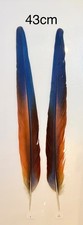 Parrot Macaw Feather Crafts