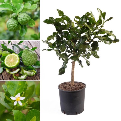 Kaffir lime citrus half - kaffir,