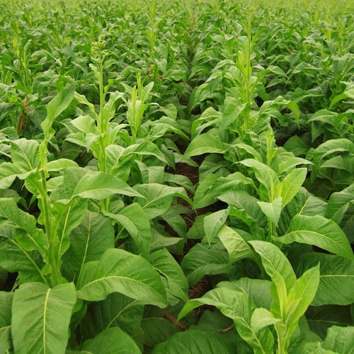 Kentucky tobacco 500 seeds - 500,