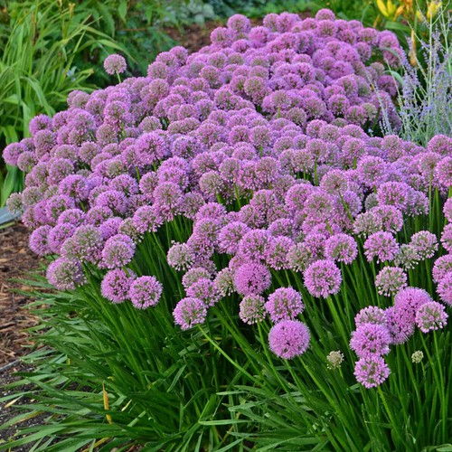 Allium millennium - allium, 'millennium'or'