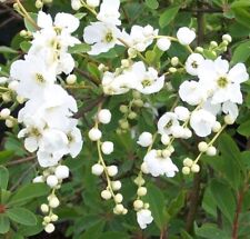 EXCHORDA THE BRIDE PLANT HARDY SHRUB WHITE FLOWERS PEARLBUSH 9CM POT