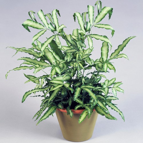 Pteris albolineata best - albolineata, |