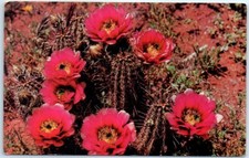 Postcard - Hedgehog Cactus