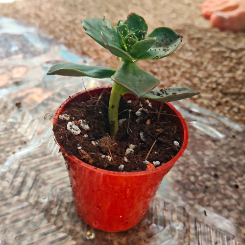 Live potted echeveria - potted,