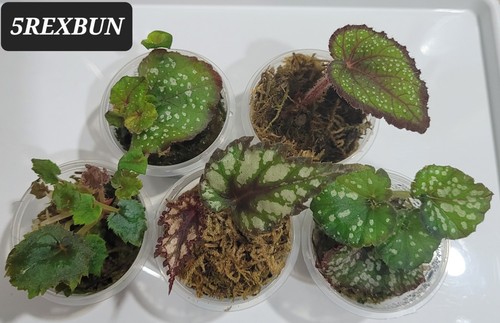 Begonia rex bundle - begonia,