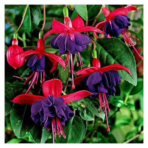 Hardy fuchsia bush - , dollar