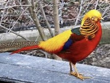 Golden Pheasant Eggs X6 For