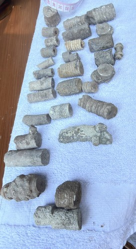 Kentucky crinoid fossils - 30,