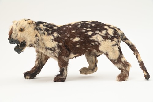 Vintage cat feline taxidermy - cat,