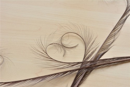 Colourful curled feathers for - curled,